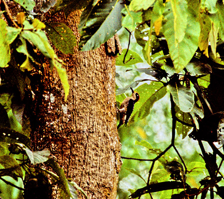 Black-cheeked Woodpecker(zIO~rQFMelanerpes Pucherani)