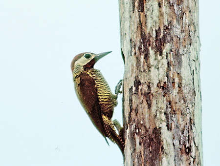 Golden-Olive Woodpecker(LolQFPiculus rubiginosus)