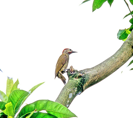 Golden-Olive Woodpecker(LolQFPiculus rubiginosus)