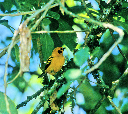 Golden Tanager(LCtEL`EFTangara arthus)