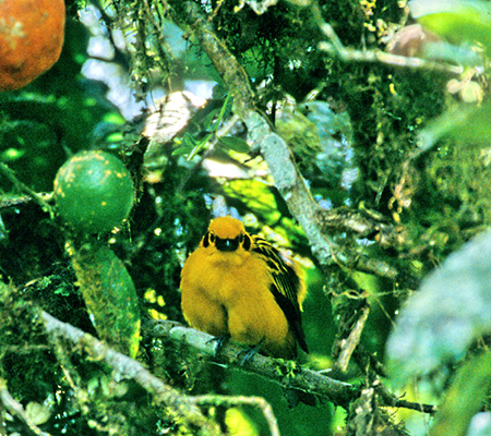 Golden Tanager(LCtEL`EFTangara arthus)