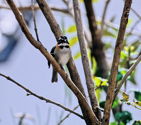 Rufous-Collared Sparrow (AJGVgh:Zonotrichia)