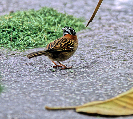 Rufous-Collared Sparrow (AJGVgh:Zonotrichia)