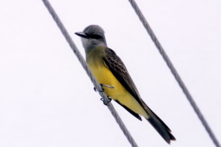 Tropical Kingbird(I[u^C`E)