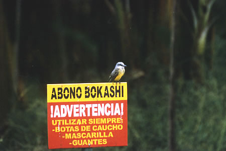 Tropical Kingbird(I[u^C`E)