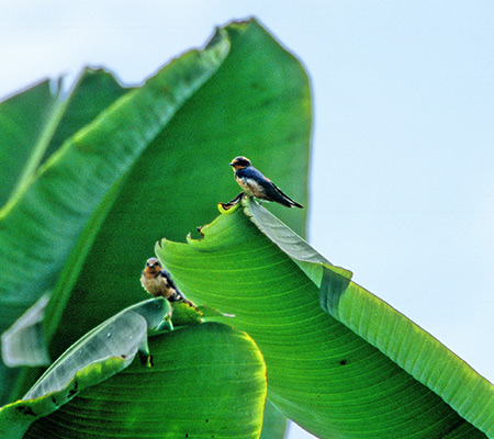 Barn Swallow (coFHirundo Rustica) 