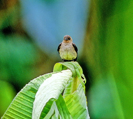 Southern Rough-winged Swallow(ixCIriVEhEcoFStelgidopteryx Ruficollis)