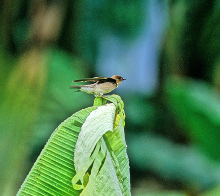 Southern Rough-winged Swallow(ixCIriVEhEcoFStelgidopteryx Ruficollis)