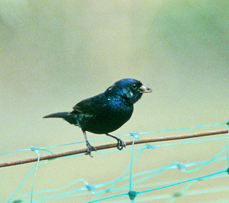 Blue-black Grassquit(VRqFVolatinia jacarina)