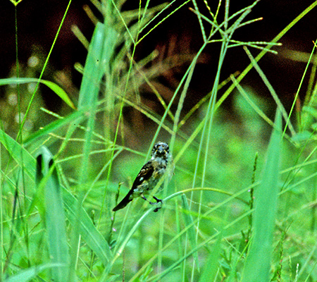 Blue-black Grassquit(VRqFVolatinia jacarina)