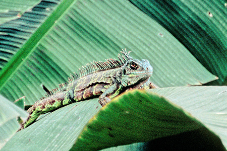 Green Iguana(~hECOAi)