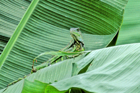 Green Iguana(~hECOAi)