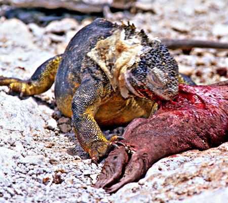 Land Iguana(NECOAiFConolophus Subcristatus)