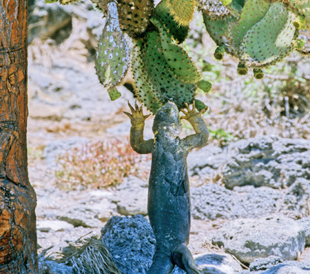 Land Iguana(NECOAiFConolophus Subcristatus)