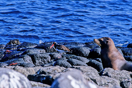 Galapagos American Oysterchatcher (KpSX~Rh: Haematopus Palliatus Galapagoensis)