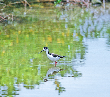 Black-Necked Stilt (NGZC^JVMFHimantopus himantopus)