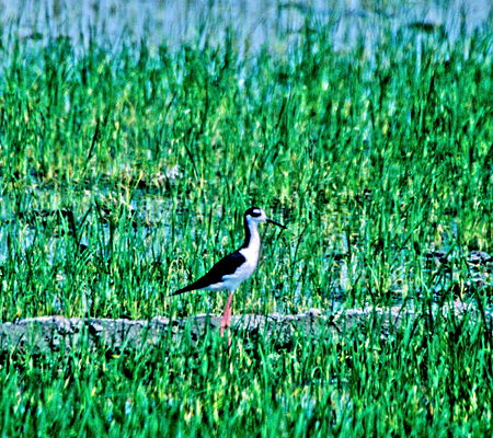 Black-necked Stilt(NGZC^JVMFHimantopus Mexicanus)