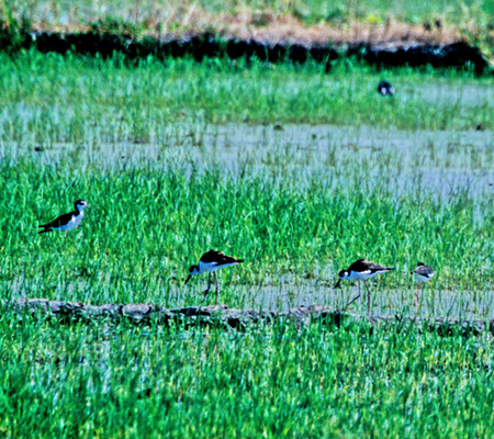 Black-necked Stilt(NGZC^JVMFHimantopus Mexicanus)