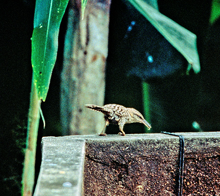 Fasciated Wren(RW}T{e~\TUCFCampylorhynchus Fasciatus)