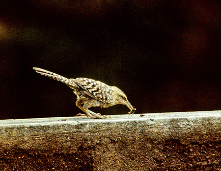 Fasciated Wren(RW}T{e~\TUCFCampylorhynchus Fasciatus)