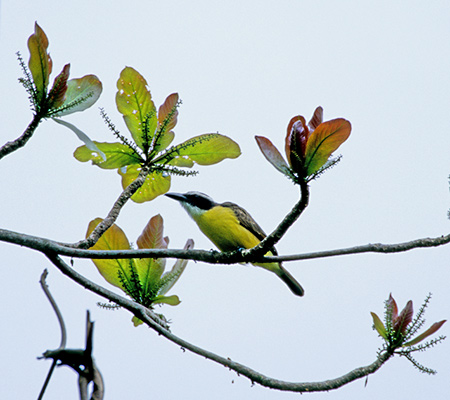 Boat-billed Flycatcher(IInV^C`EFMegarhynchus Pitangua)