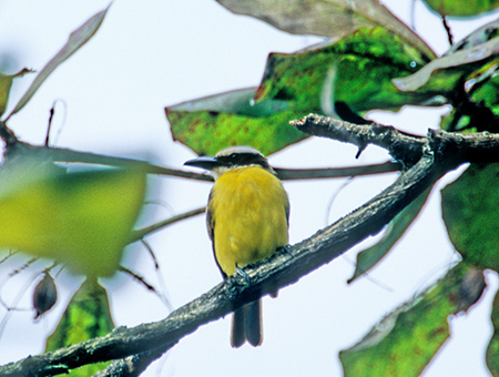 Boat-billed Flycatcher(IInV^C`EFMegarhynchus Pitangua)