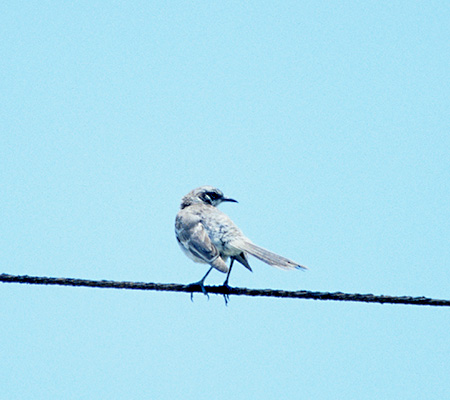 Long-tailed Mockingbird(NqQ}lVcO~FMimus Longicaudatus)