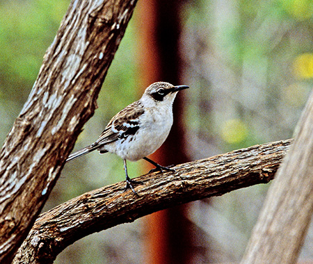 Long-tailed Mockingbird(NqQ}lVcO~FMimus Longicaudatus)