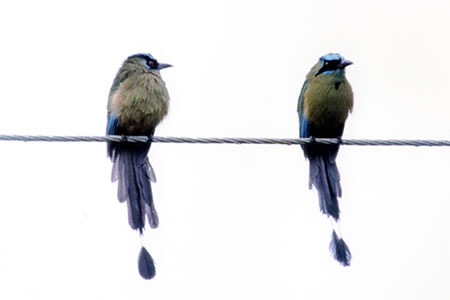 Blue-Crowned Motmot(n`NChL)