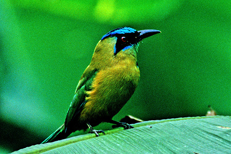 Blue-Crowned Motmot(n`NChL)