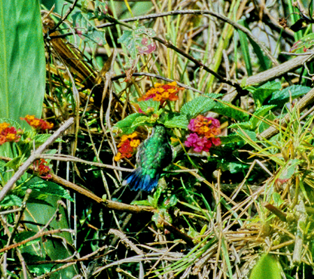 Ecuadorian Piedtail@(aFsAwFPhlogophjlus)