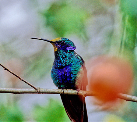 Sparkling Violetear(AI~~n`hFColibri Coruscans)