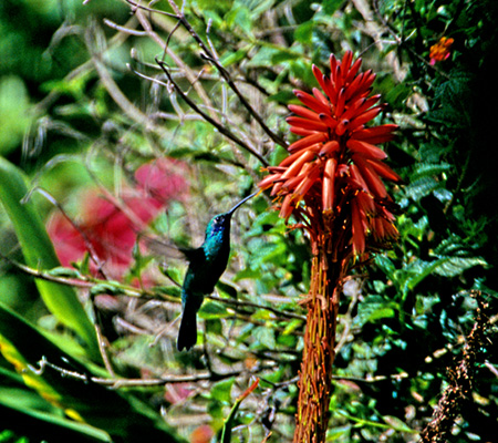 Sparkling Violetear(AI~~n`hFColibri Coruscans)