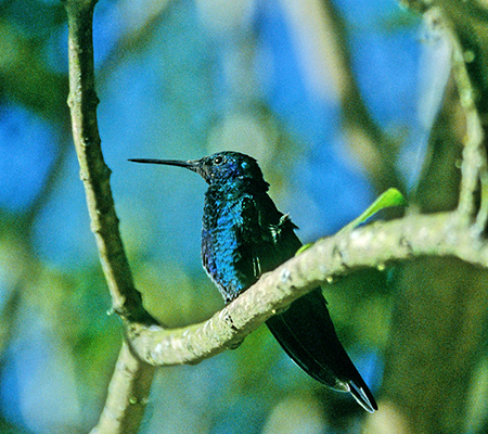 Sparkling Violetear(AI~~n`hFColibri Coruscans)