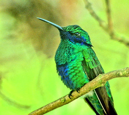 Sparkling Violetear(AI~~n`hFColibri Coruscans)