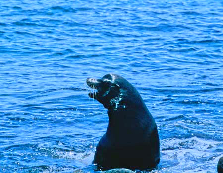 Galapagos Sea Lion (KpSXAVJFZalophus californianus wollebacki)