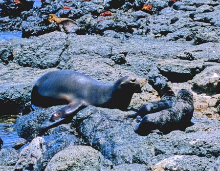 Galapagos Sea Lion (KpSXAVJFZalophus californianus wollebacki)