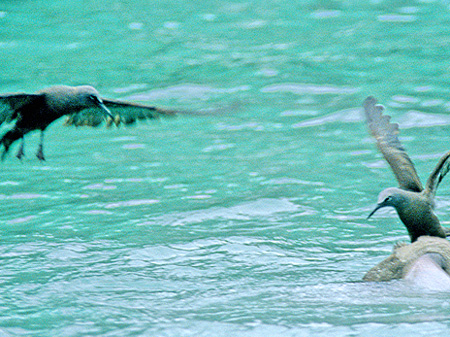 Galapagos Brown Noddy Tern (KpSXNAWTVFAnous stolidus galapagensis)