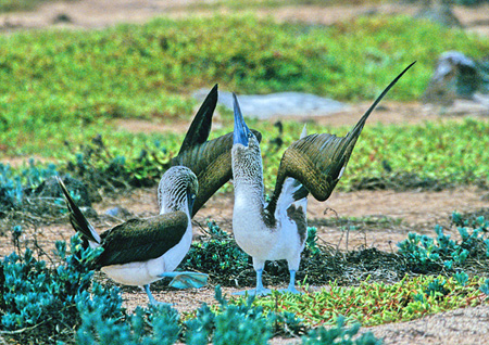 Galapagos Blue-Footed Booby(KpSXAIAVJcIhFSula neboxi excisa)