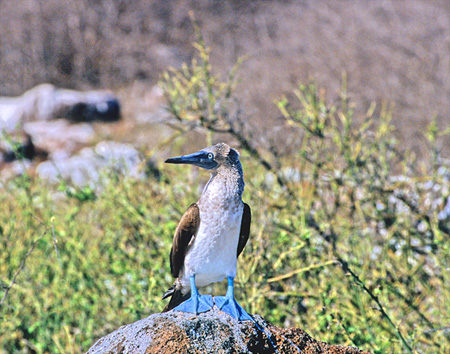 Galapagos Blue-Footed Booby(KpSXAIAVJcIhFSula neboxi excisa)