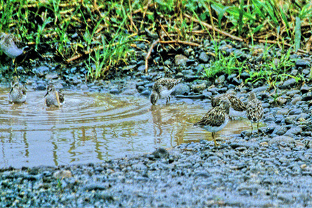 Least Sandpiper (AJqoVMF@Calidris minutilla ) 