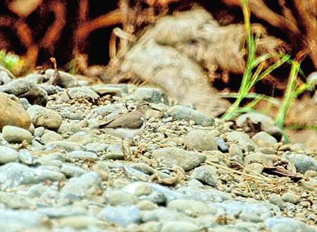 Spotted Sandpiper (AJC\VMFActitis macularia)