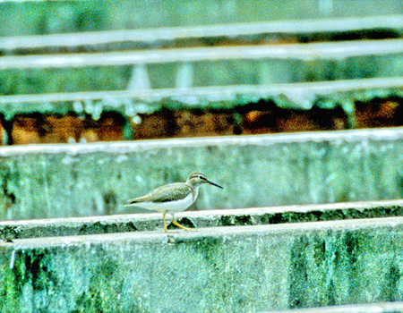 Spotted Sandpiper (AJC\VMFActitis macularia)