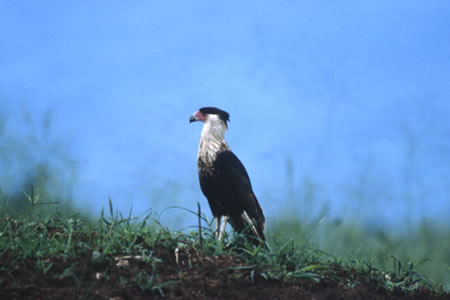 Caracara(JJ)