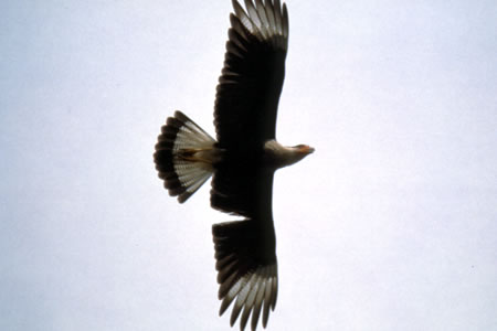 Caracara(JJ)