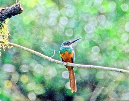 Rufous-tailed Jacamar ( AJILnVFGalbula ruficauda )