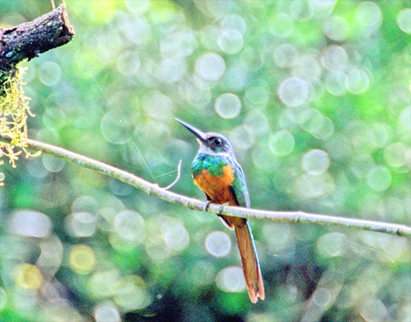 Rufous-tailed Jacamar ( AJILnVFGalbula ruficauda )