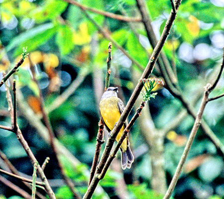 Gray-capped Flycatcher(nC{EVq^LhLFMyiozetetes Granadensis)