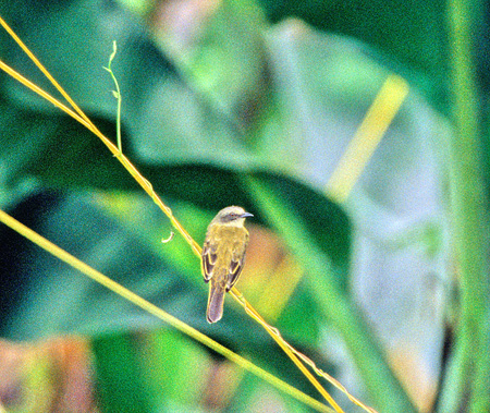 Gray-capped Flycatcher(nC{EVq^LhLFMyiozetetes Granadensis)