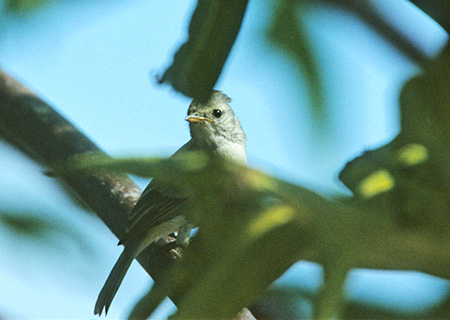 Southern Beardless Tyrannulet(LoOnGgFCamptostoma obsoletum)